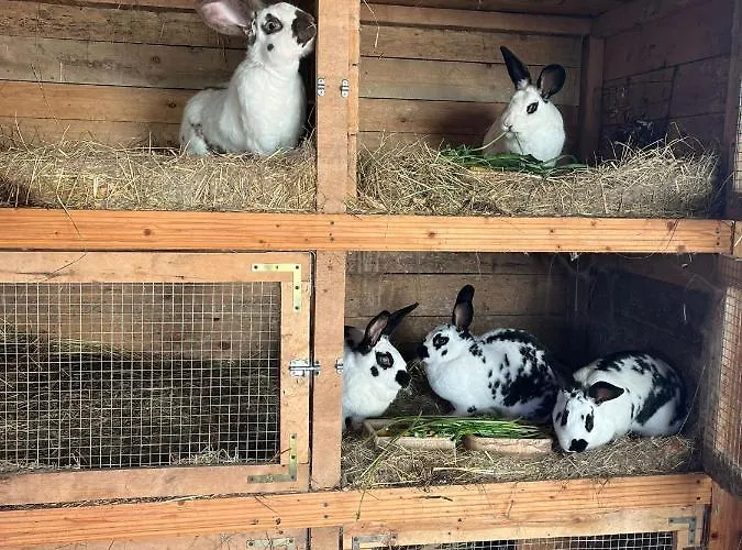 Jaktstuga - Skibin *